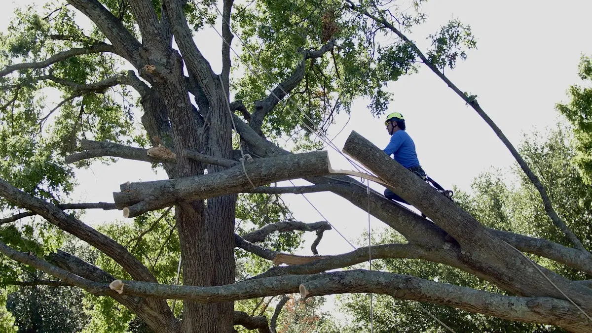 Professional Crown Thinning performed by certified arborists in Keeling